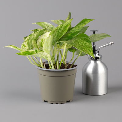 Efeutute 'Marble Queen' inkl. Übertopf Vibes gelb, Topf-Ø 12 cm, Höhe ca. 15 cm Efeutute 'Marble Queen' inkl. Übertopf Vibes gelb, Topf-Ø 12 cm, Höhe ca. 15 cm