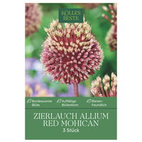Allium Red Mohican (Zierlauch) bordeauxrot, 3 Blumenzwiebeln