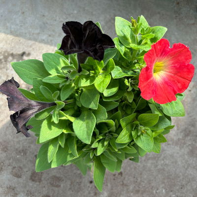 Petunien 'Duo' schwarz & lachs, hängend, Topf-Ø 14 cm, 4 Pflanzen