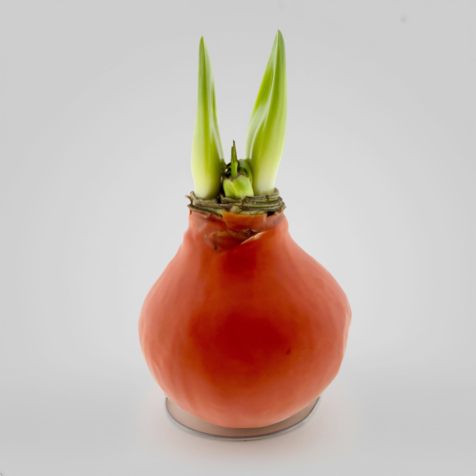 Amaryllis in Wachs XL, Dekor 'Basic Orange', Blüte rot Amaryllis in Wachs XL, Dekor 'Basic Orange', Blüte rot