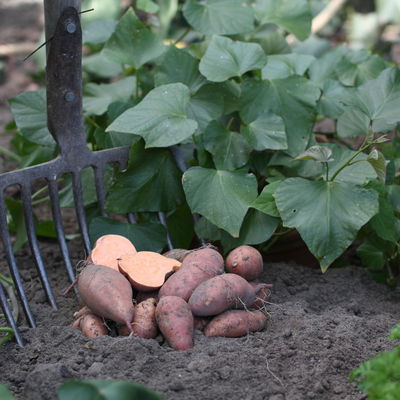 Blu Bio Süsskartoffel, Topf-Ø 12 cm, 6er Set