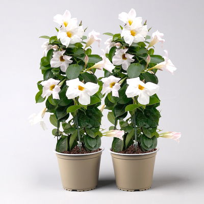 Dipladenie weiß, Pyramide Topf-Ø 14 cm, Höhe ca. 50 cm, 2 Pflanzen Dipladenie weiß, Pyramide Topf-Ø 14 cm, Höhe ca. 50 cm, 2 Pflanzen