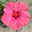 Hibiskus, rosa, Stamm, Topf-Ø 17 cm, Höhe ca. 70 cm