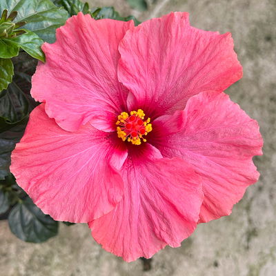 Hibiskus, rosa, Stamm, Topf-Ø 17 cm, Höhe ca. 70 cm