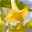 Brugmansia gelb, Busch, Topf-Ø 19 cm