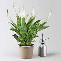 Einblatt 'Bellini', weiß, Topf-Ø 13 cm, in Übertopf Vibes gelb, 2 Pflanzen Einblatt 'Bellini', weiß, Topf-Ø 13 cm, in Übertopf Vibes gelb, 2 Pflanzen