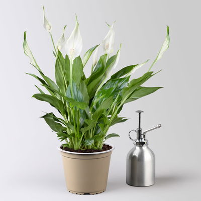 Einblatt 'Bellini', weiß, Topf-Ø 13 cm, in Übertopf Vibes gelb, 2 Pflanzen Einblatt 'Bellini', weiß, Topf-Ø 13 cm, in Übertopf Vibes gelb, 2 Pflanzen