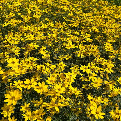 Bio Mädchenauge 'Zagreb', goldgelb, Top 11x11 cm, 3 Pflanzen Bio Mädchenauge 'Zagreb', goldgelb, Top 11x11 cm, 3 Pflanzen