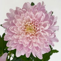 Chrysantheme 'Chrysanne® Zembla Next Pink' rosa, großbl., Topf-Ø 13cm, 6er-Set