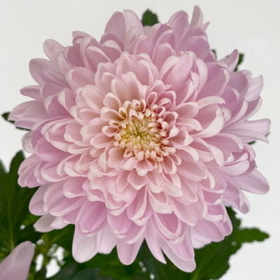 Chrysantheme 'Chrysanne® Zembla Next Pink', rosa, Topf-Ø 13cm, 6 Pflanzen Chrysantheme 'Chrysanne® Zembla Next Pink', rosa, Topf-Ø 13cm, 6 Pflanzen