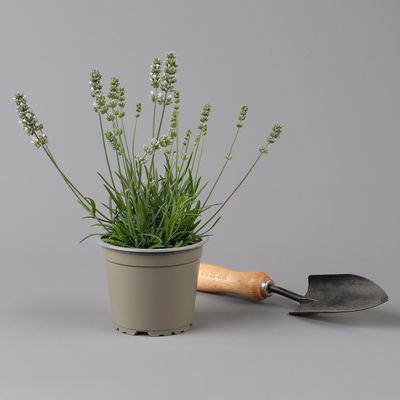 Lavendel, weiß, Topf-Ø 12 cm, 6 Pflanzen