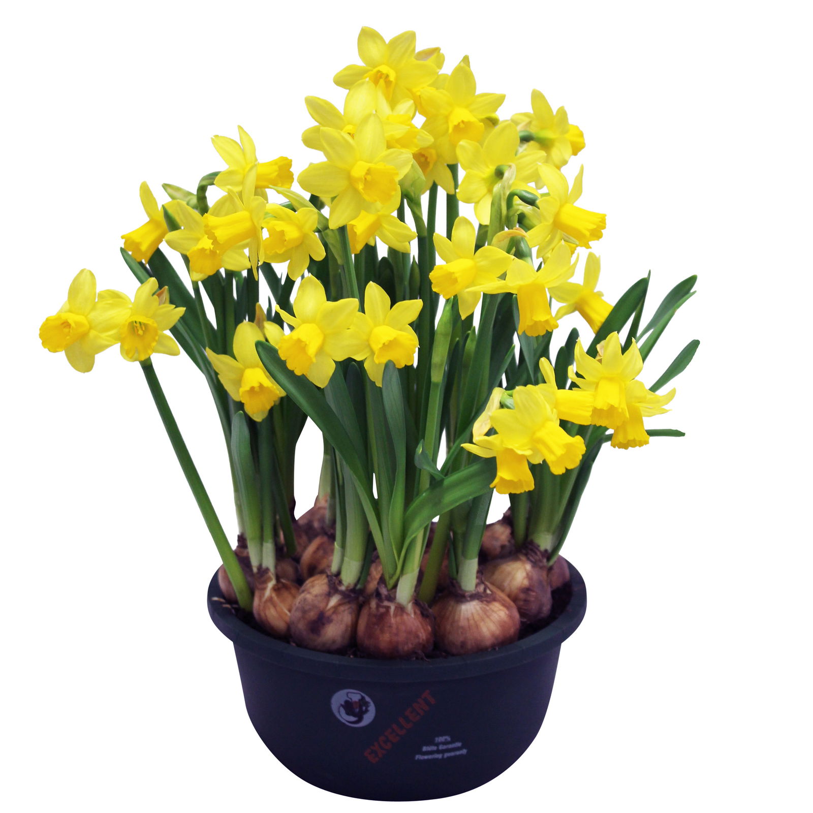 Narzisse 'Tête-à-Tête', gelb, vorgetrieben, Schalen-Ø 23 cm