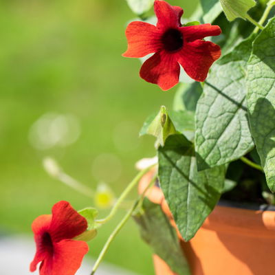 Schwarzäugige Susanne rot, Pyramide, Topf-Ø 17 cm, Höhe ca. 60 cm