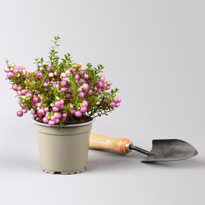 Pflanzenkreation Herbstspaziergang pink-silber, 6 Pflanzen inkl. Erde Pflanzenkreation Herbstspaziergang pink-silber, 6 Pflanzen inkl. Erde