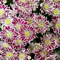 Chrysantheme Mini 'Fabula Pink'pink-weiß, Topf-Ø 7cm, 8 Stück