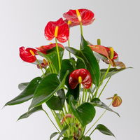 Flamingoblume 'Royal Red Champion', Topf-Ø 12 cm, Höhe ca. 35 cm