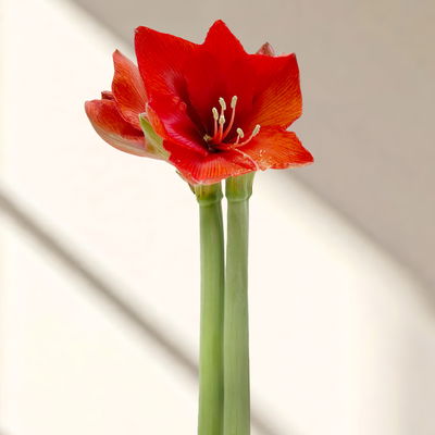 Amaryllis in Wachs XL, Dekor 'Forest Mix' Farbe zufällig, Blüte rot Amaryllis in Wachs XL, Dekor 'Forest Mix' Farbe zufällig, Blüte rot