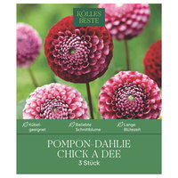 Kölles Beste Pompon-Dahlie Chick a Dee, 3 Blumenknollen