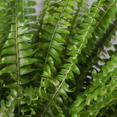 Schwertfarn in Topf Dallas, Topf-Ø 17 cm, Höhe ca. 30 - 45 cm