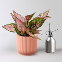 Aglaonema 'Pink', Topf-Ø 12 cm, mit Übertopf Vibes rosa Aglaonema 'Pink', Topf-Ø 12 cm, mit Übertopf Vibes rosa