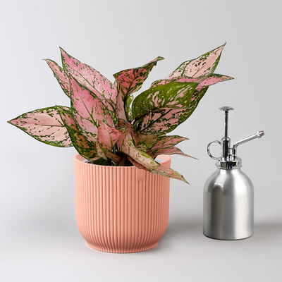 Aglaonema 'Pink', Topf-Ø 12 cm, mit Übertopf Vibes rosa Aglaonema 'Pink', Topf-Ø 12 cm, mit Übertopf Vibes rosa