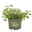Kölle Bio Oregano 'Supreme', 12 cm Topf