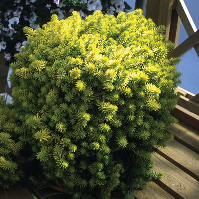 Fetthenne, Fettblatt gelb, Topf Ø 12 cm, 3 Pflanzen Fetthenne, Fettblatt gelb, Topf Ø 12 cm, 3 Pflanzen