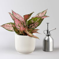 Aglaonema 'Pink', Topf-Ø 12 cm, mit Übertopf Vibes weiß Aglaonema 'Pink', Topf-Ø 12 cm, mit Übertopf Vibes weiß