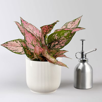 Aglaonema 'Pink', Topf-Ø 12 cm, mit Übertopf Vibes weiß Aglaonema 'Pink', Topf-Ø 12 cm, mit Übertopf Vibes weiß