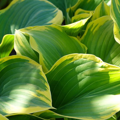 Bio Funkien 'Fragrant Bouquet', hellviolett, Topf 11x11 cm, 3 Pflanzen