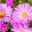 Bio Kissenaster 'Herbstgruß vom Bresserhof' rosa, Topf-Ø 11 cm, 3er-Set