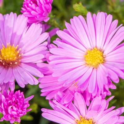 Bio Kissenaster 'Herbstgruß vom Bresserhof' rosa, Topf 11x11 cm, 3 Pflanzen Bio Kissenaster 'Herbstgruß vom Bresserhof' rosa, Topf 11x11 cm, 3 Pflanzen