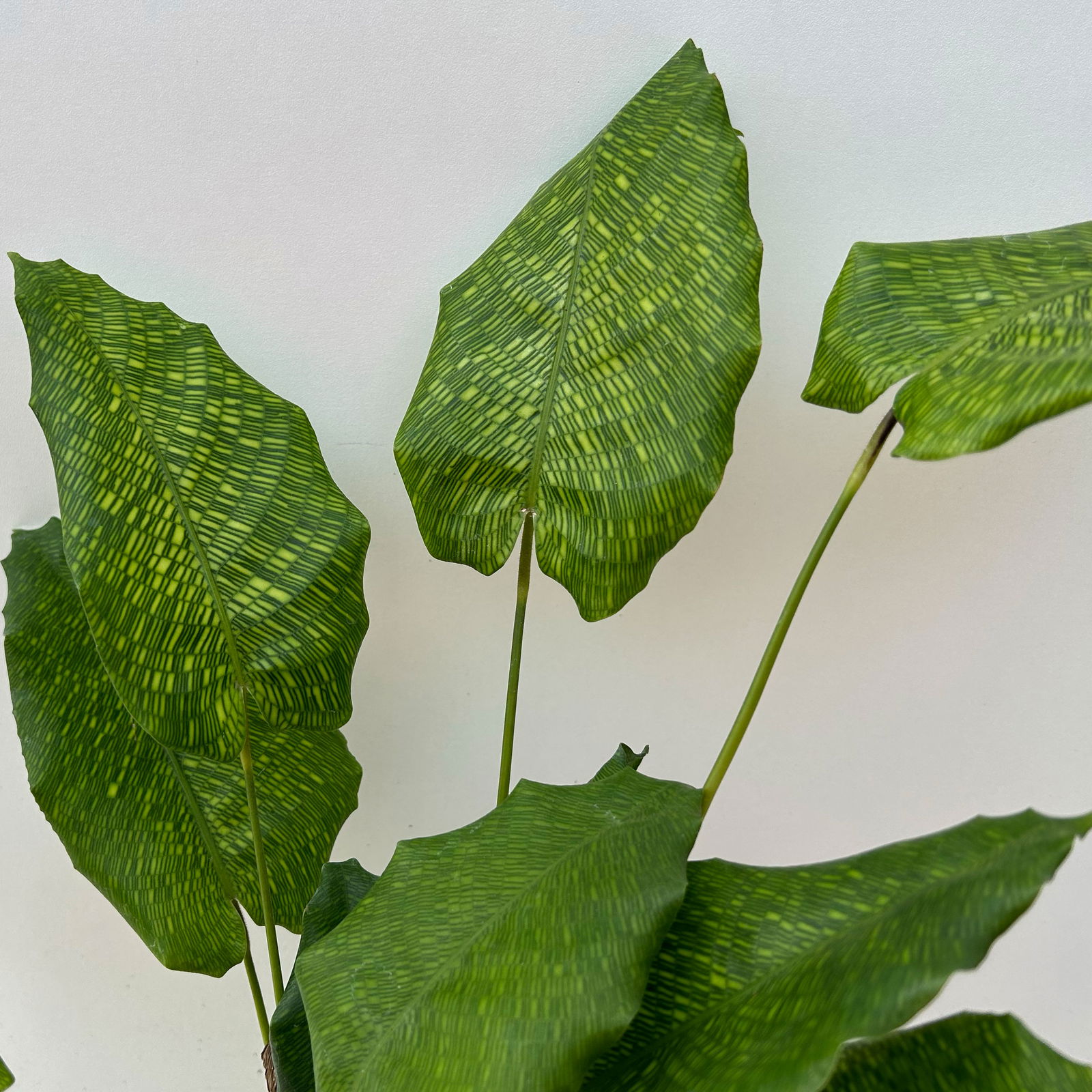 Calathea musaica 'Network', Topf-Ø 14 cm, Höhe ca. 40 cm