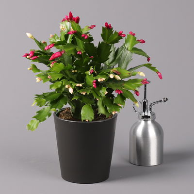 Weihnachtskaktus 'Duo', 2 Farben, Übertopf anthrazit, Topf-Ø 12 cm, 2 Pflanzen