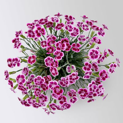 Prinzess-Nelke 'Pink Kisses®' pink-rosa, Topf-Ø 14 cm, 4 Pflanzen