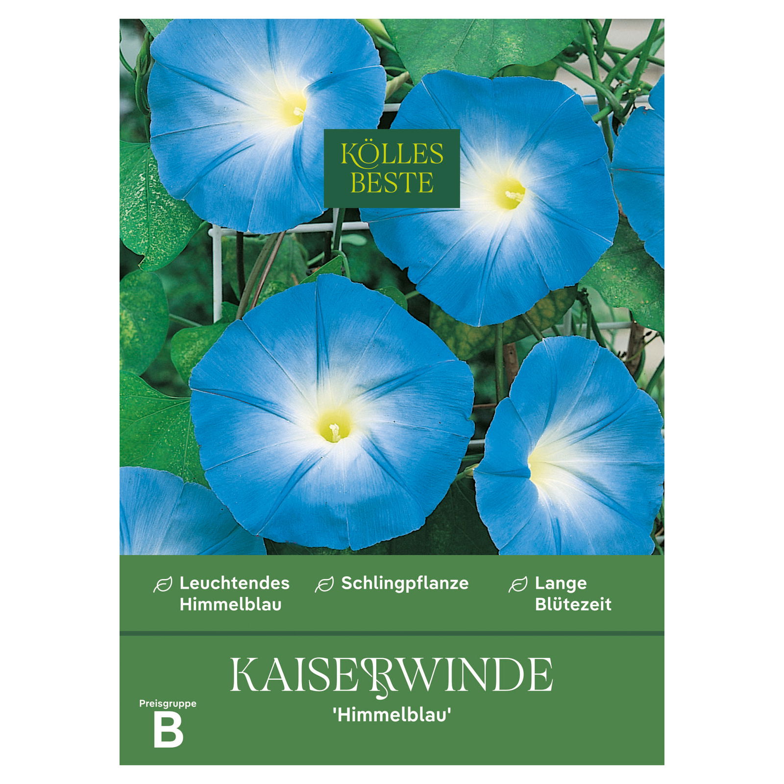 Kölles Beste Blumensamen, Kaiserwinde 'Himmelblau'