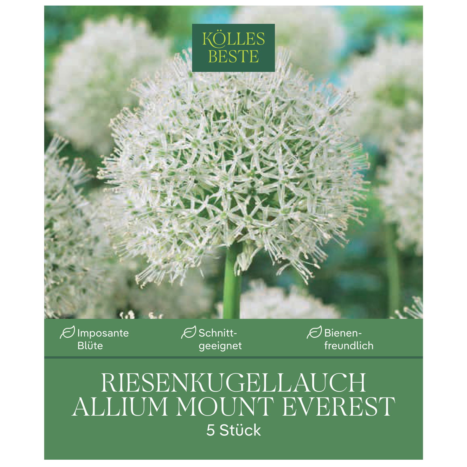XXL Allium Mount Everest (Riesenkugellauch) weiß, 5 Blumenzwiebeln