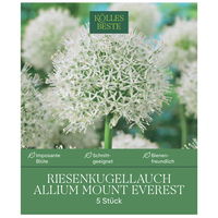XXL Allium Mount Everest (Riesenkugellauch) weiß, 5 Blumenzwiebeln