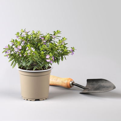 Japanische Scheinmyrte, lila/rosa, Topf-Ø 11 cm, 6 Pflanzen