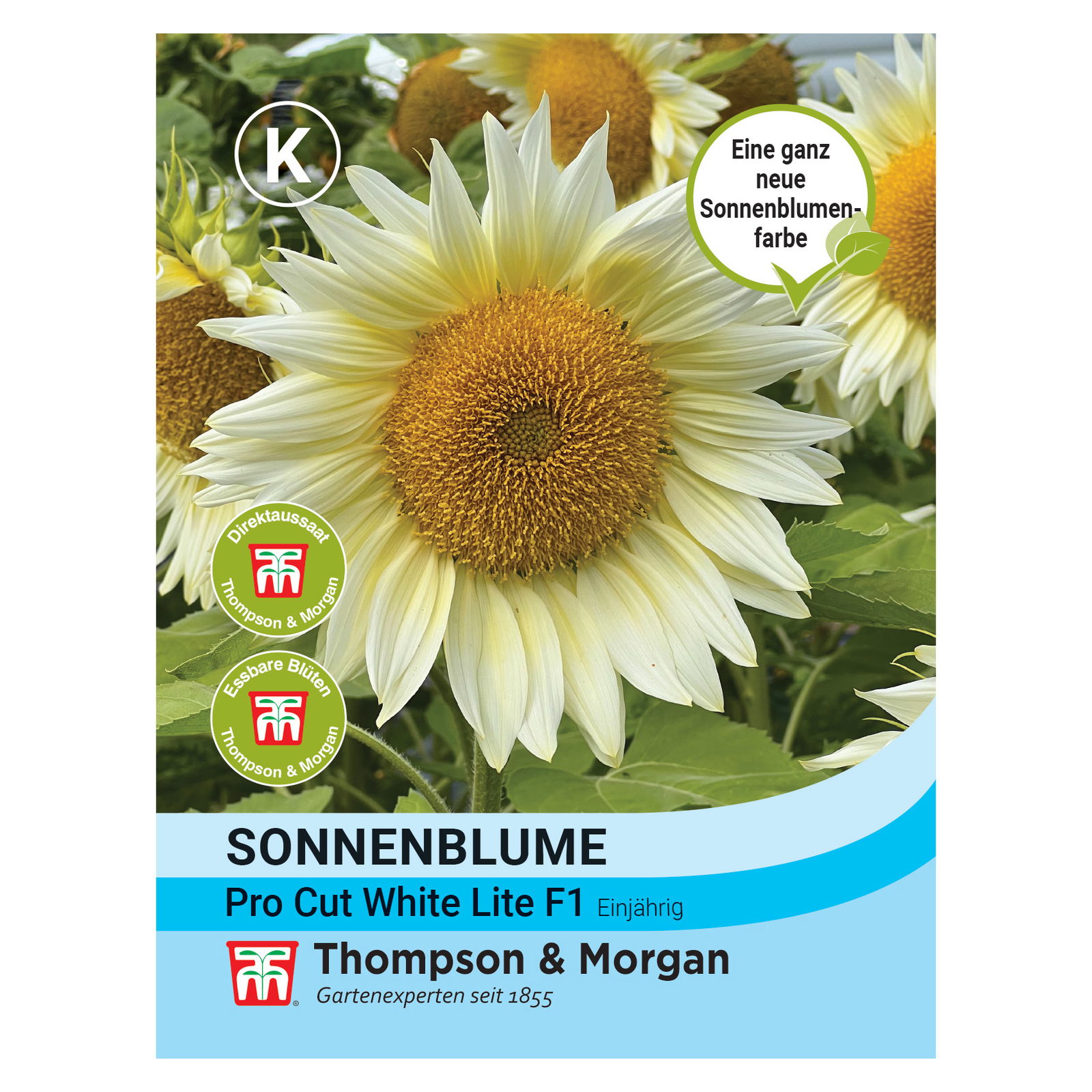 Thompson & Morgan Saatgut, Sonnenblumen 'Pro Cut White'