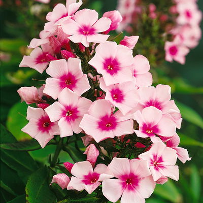 Bio Flammenblume 'Bright Eyes' rosa, Topf 11x11 cm, 3 Pflanzen Bio Flammenblume 'Bright Eyes' rosa, Topf 11x11 cm, 3 Pflanzen