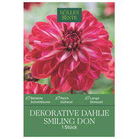 Kölles Beste Blumenknolle, Dekorative Dahlie 'Smiling Don'