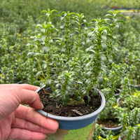 Bio Bergbohnenkraut, Topf-Ø 12cm, frisch aus unserer Bio-Gärtnerei