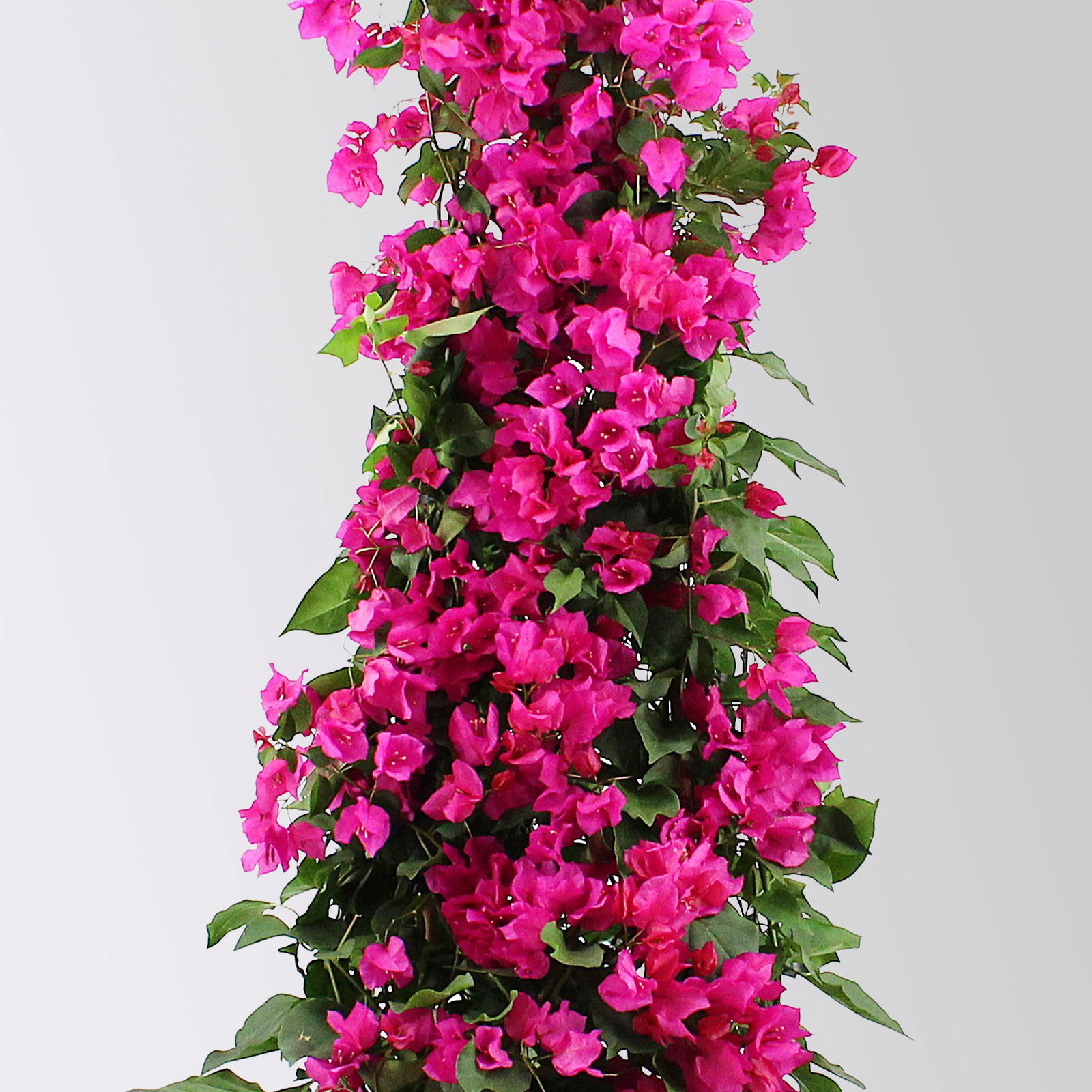 Bougainvillea, Pyramide, Topf-Ø 29 cm, Höhe ca. 140-150 cm