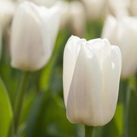 Kölle Tulpe, Tulipa gesneriana 'Artic', weiß, Topf 10 cm