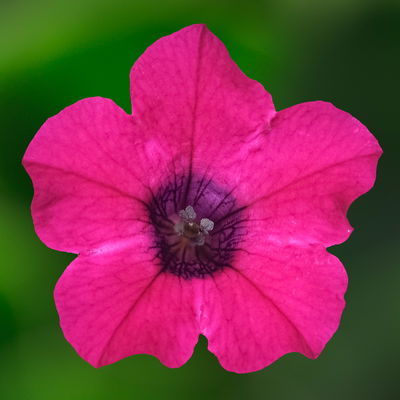 Petunie, magenta, hängend, Ampeltopf-Ø 25/27 cm