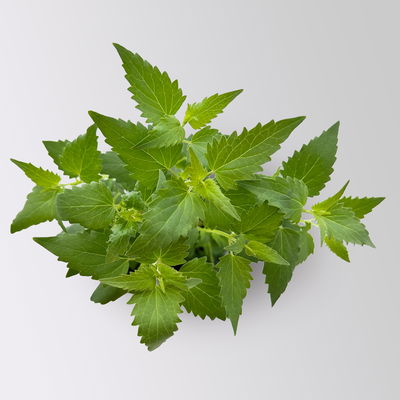 Limonadenpflanze, Kölle Bio, 12cm Topf, frisch aus unserer Bio-Gärtnerei