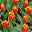 Tulpe zweifarbig, vorgetrieben, Topf-Ø 15 cm, 3er-Set