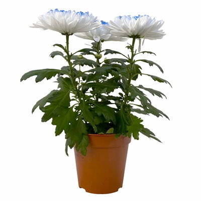 Chrysantheme 'Zembla Make-Upz® Heart Mix, Farben zufällig, Topf-Ø 13 cm, 3er-Set Chrysantheme 'Zembla Make-Upz® Heart Mix, Farben zufällig, Topf-Ø 13 cm, 3er-Set