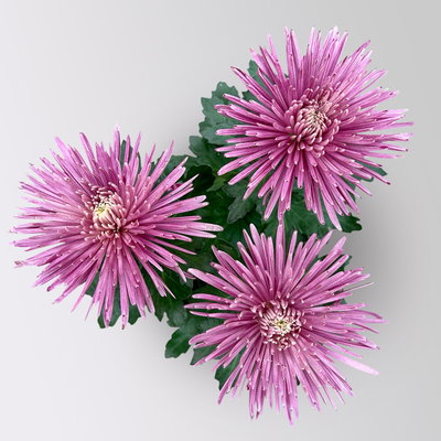 Chrysantheme 'Anastasia', lila, großblumig, Topf-Ø 13 cm, 3 Pflanzen Chrysantheme 'Anastasia', lila, großblumig, Topf-Ø 13 cm, 3 Pflanzen
